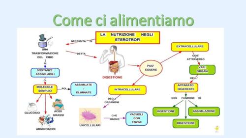 Diapositiva4